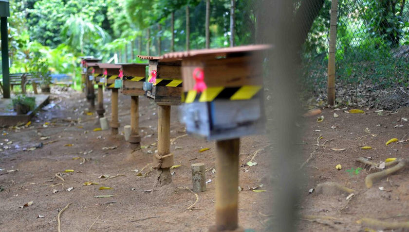 Salvador distribui meliponários em hortas urbanas