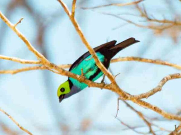 Biólogos preparam livro com fotos de 169 espécies de aves do Juruá após dois anos de pesquisa