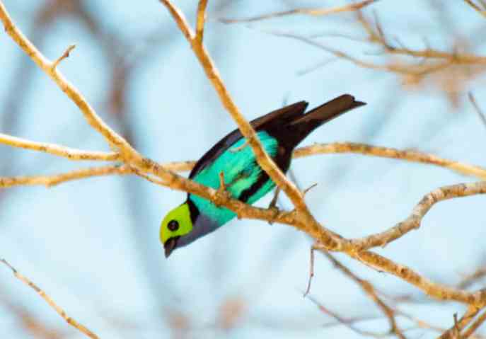 Biólogos preparam livro com fotos de 169 espécies de aves do Juruá após dois anos de pesquisa