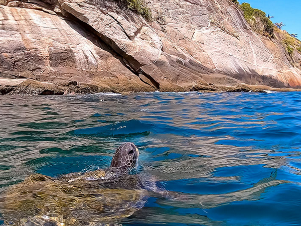 Desmatamento escurece o mar e afeta o segundo maior recife do mundo