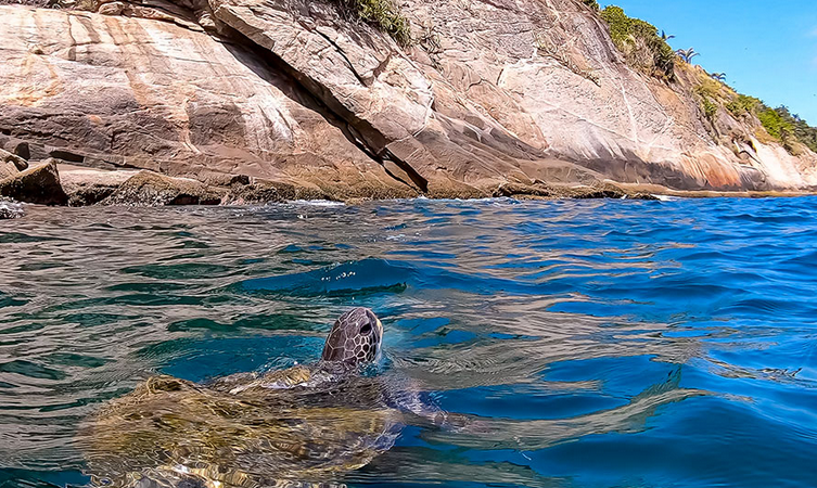 Desmatamento escurece o mar e afeta o segundo maior recife do mundo