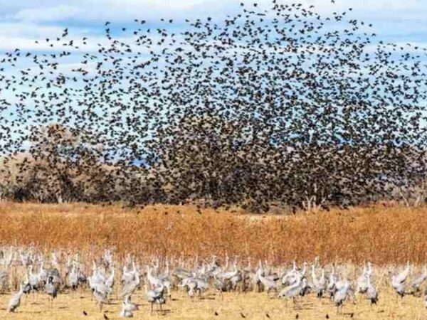 A surpreendente imagem de milhares de aves migrando captada por radar meteorológico