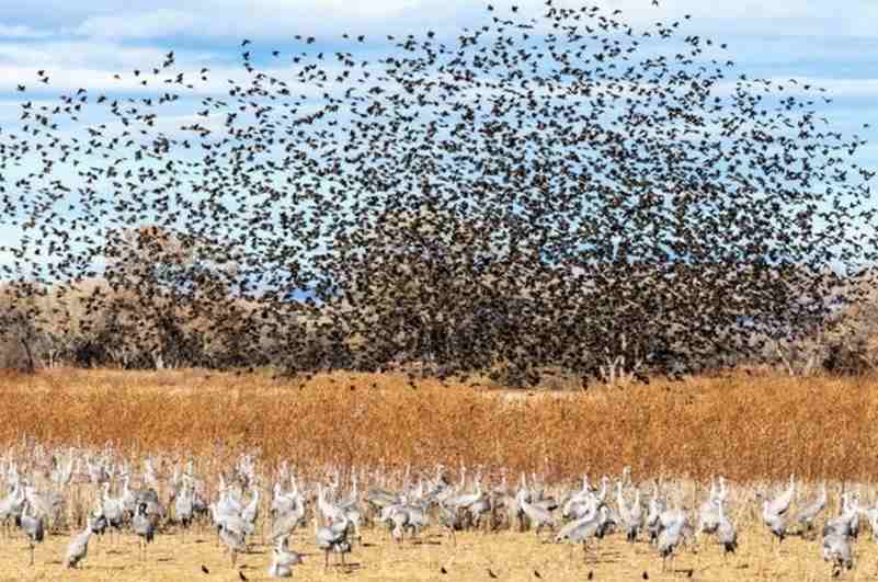 A surpreendente imagem de milhares de aves migrando captada por radar meteorológico