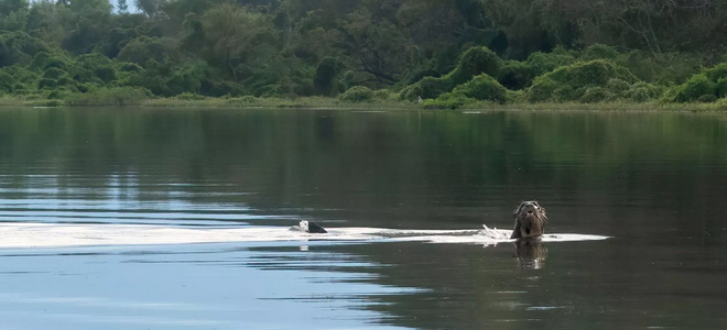 Lontra gigante é vista na Argentina pela primeira vez desde os anos 1980