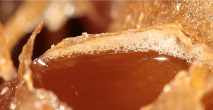 Abelhas sem ferrão usam microrganismos para preservar o mel e para se alimentar