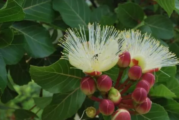 Livro analisa biodiversidade de plantas brasileiras e seu papel na dieta