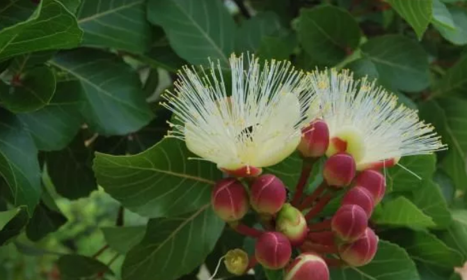 Livro analisa biodiversidade de plantas brasileiras e seu papel na dieta