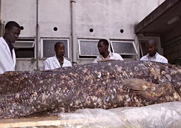 Espécie de peixe que já foi considerada extinta com os dinossauros pode viver por 100 anos e ainda está na Terra