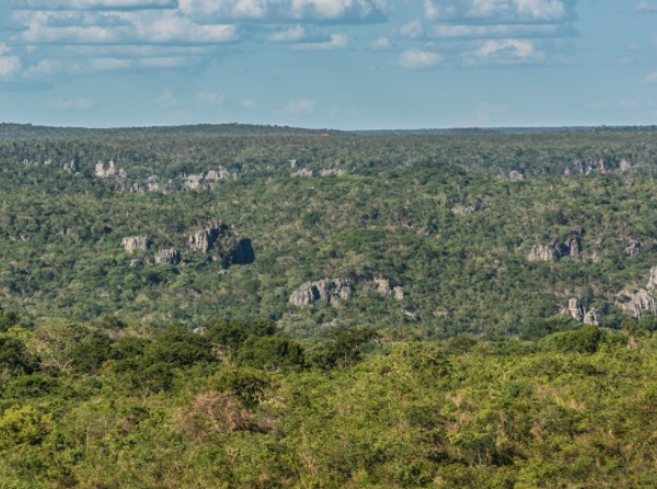 Apenas 12% dos biomas não florestais está sob proteção