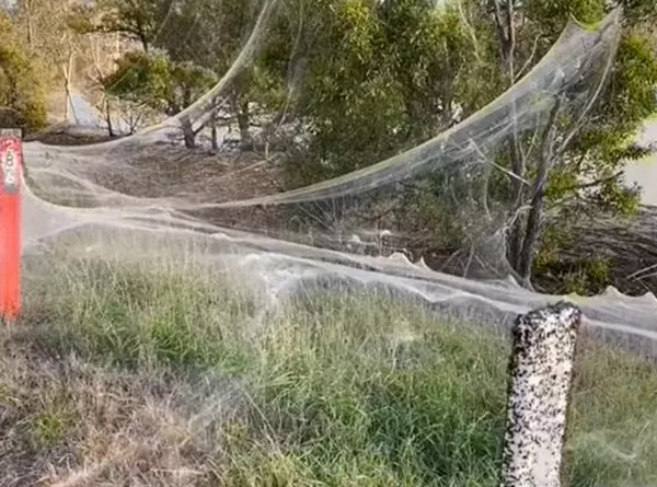 Por que teias de aranha estão dominando a paisagem na Austrália