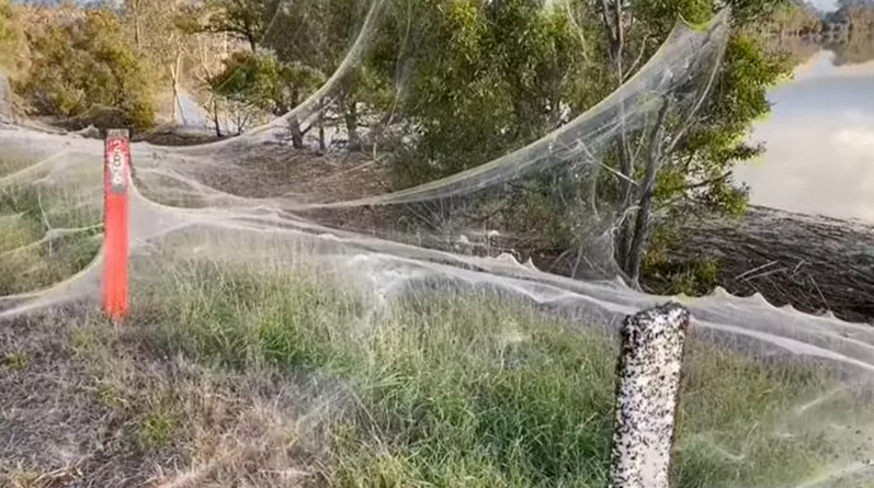 Por que teias de aranha estão dominando a paisagem na Austrália