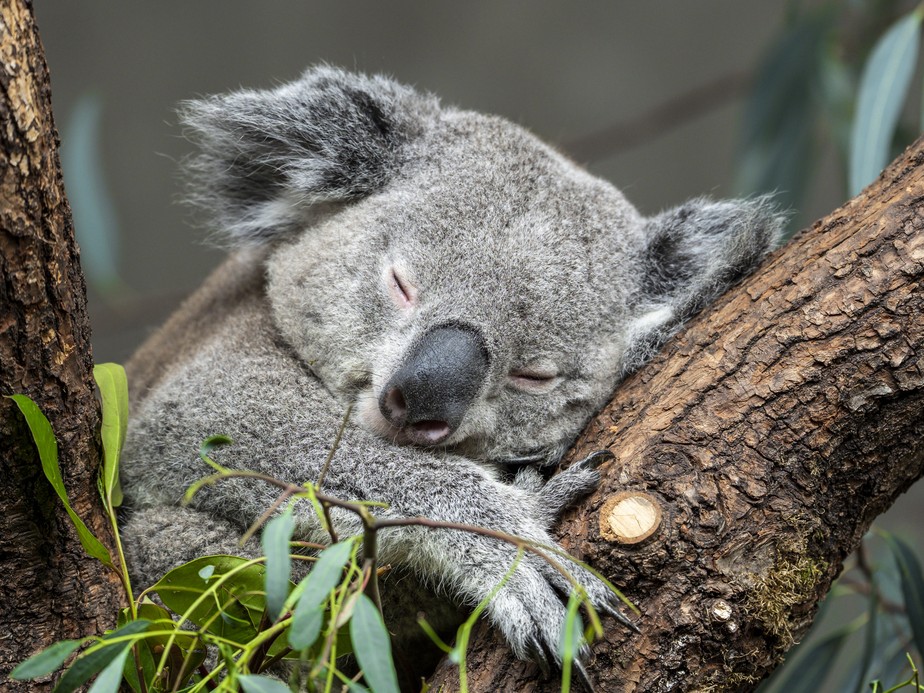 Com aumento das queimadas na Austrália, coalas podem entrar na lista de animais em extinção