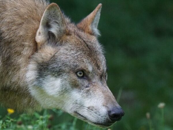 Lobos-vermelhos soltos na natureza trazem esperança para espécies criticamente ameaçadas de extinção