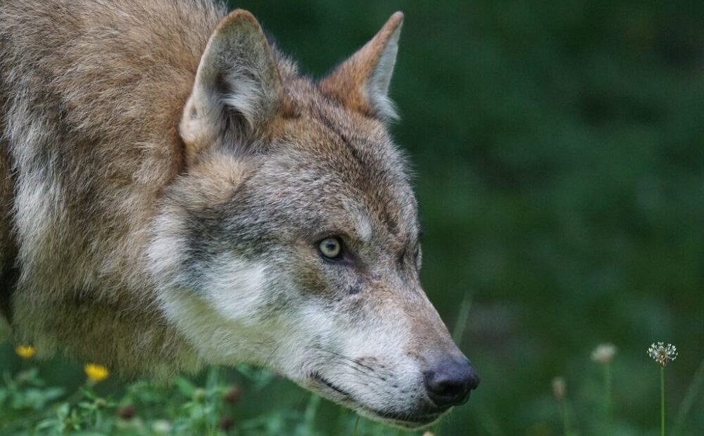 Lobos-vermelhos soltos na natureza trazem esperança para espécies criticamente ameaçadas de extinção