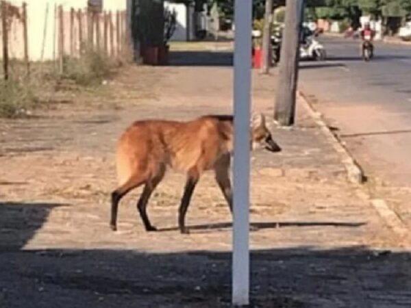 Símbolo do Brasil, lobo-guará é filmado circulando nas ruas de Sinop, MT