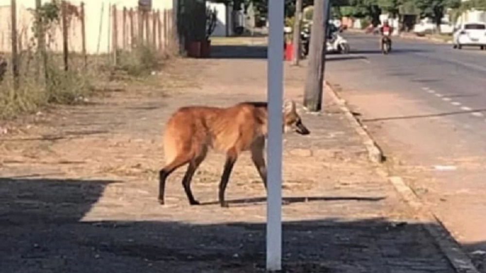 Símbolo do Brasil, lobo-guará é filmado circulando nas ruas de Sinop, MT