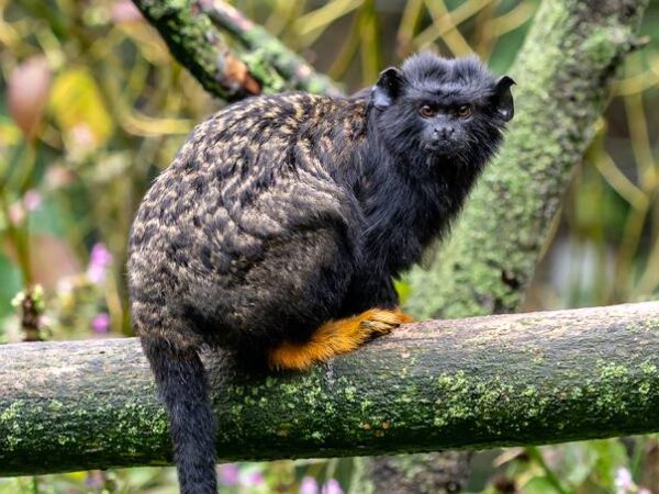 Macacos da Amazônia adotam “sotaque” para se comunicar com outra espécie