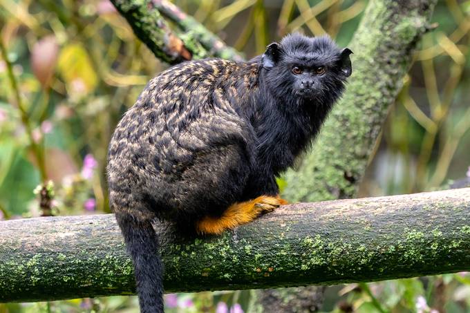 Macacos da Amazônia adotam “sotaque” para se comunicar com outra espécie