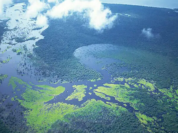 Natura &Co lança plataforma de monitoramento da Amazônia