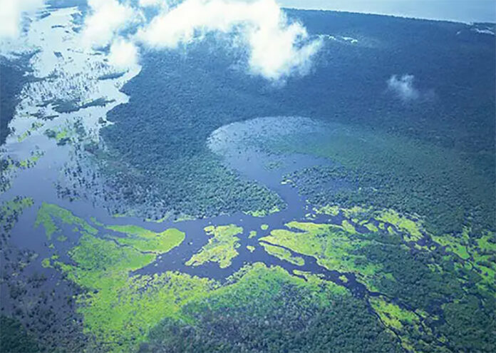 Natura &Co lança plataforma de monitoramento da Amazônia