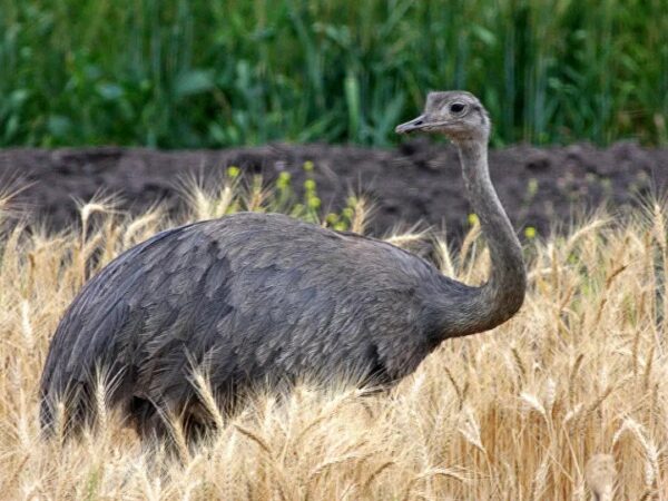 Ovo de emu quase extinto recuperado em ilha australiana