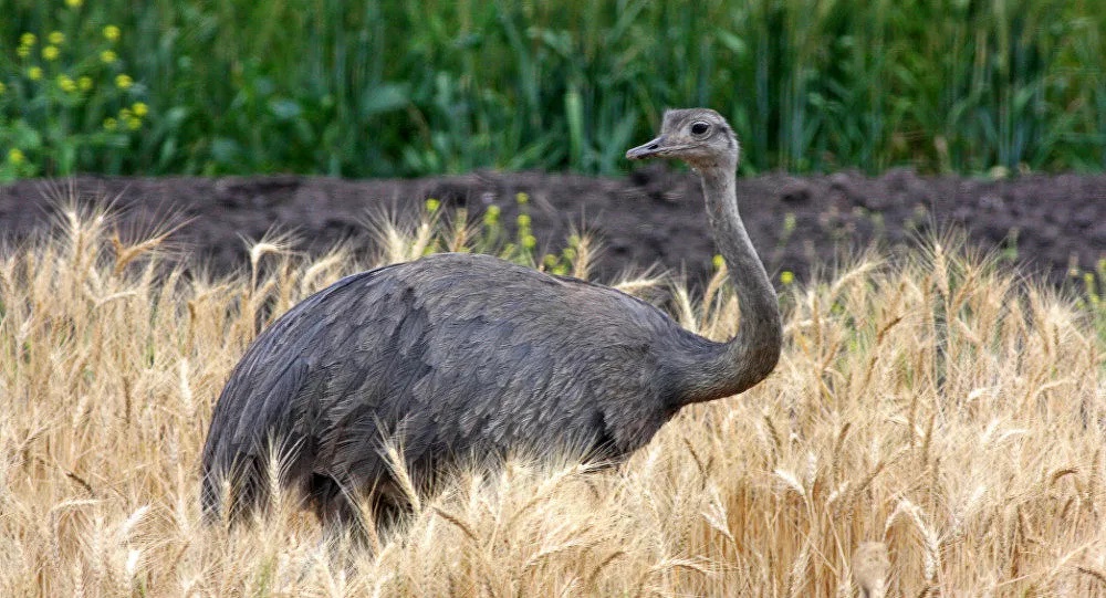 Ovo de emu quase extinto recuperado em ilha australiana