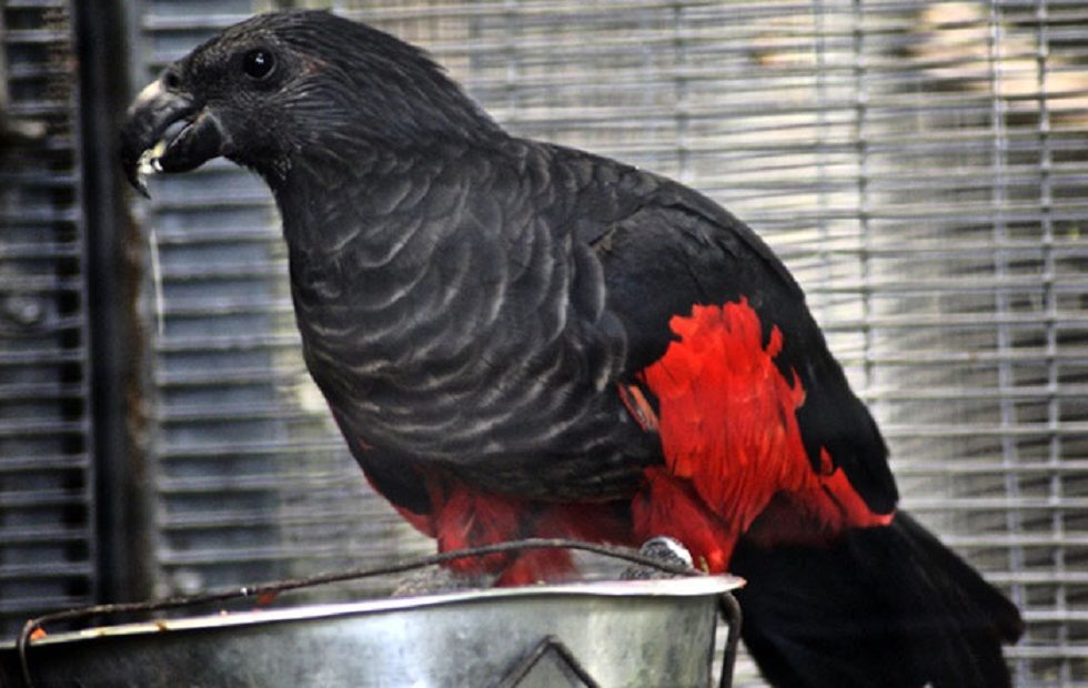 Aparentemente, papagaios “Drácula” existem e podem ser os pássaros mais góticos do mundo