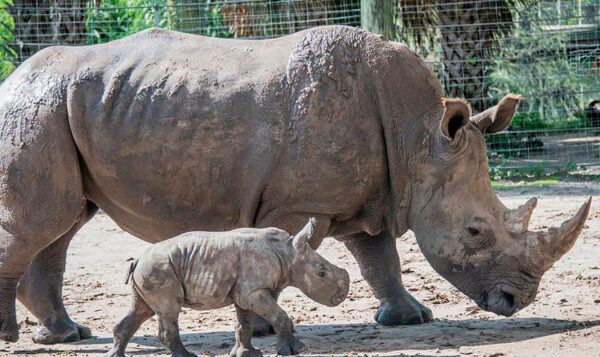 Filhote de rinoceronte branco nasce em zoológico