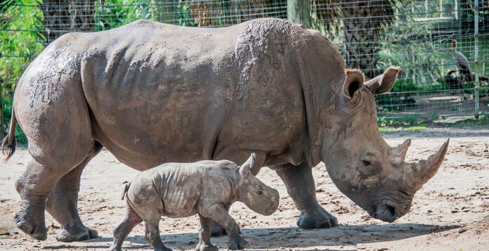 Filhote de rinoceronte branco nasce em zoológico