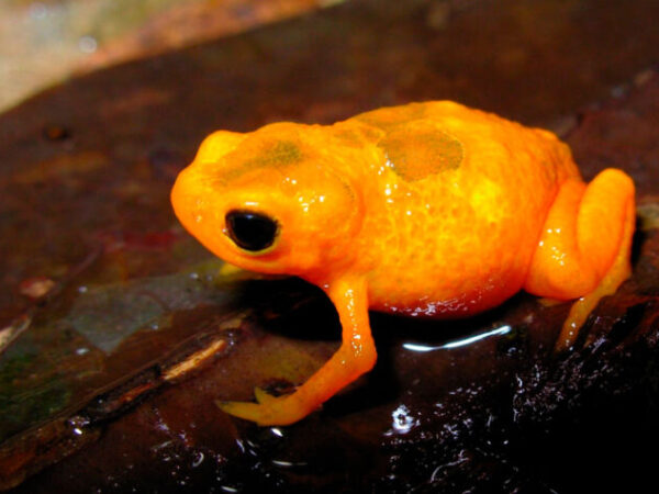 Nova espécie de sapo é descoberta na Serra do Mar