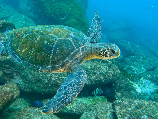 Tartarugas-verdes têm novo habitat no RJ