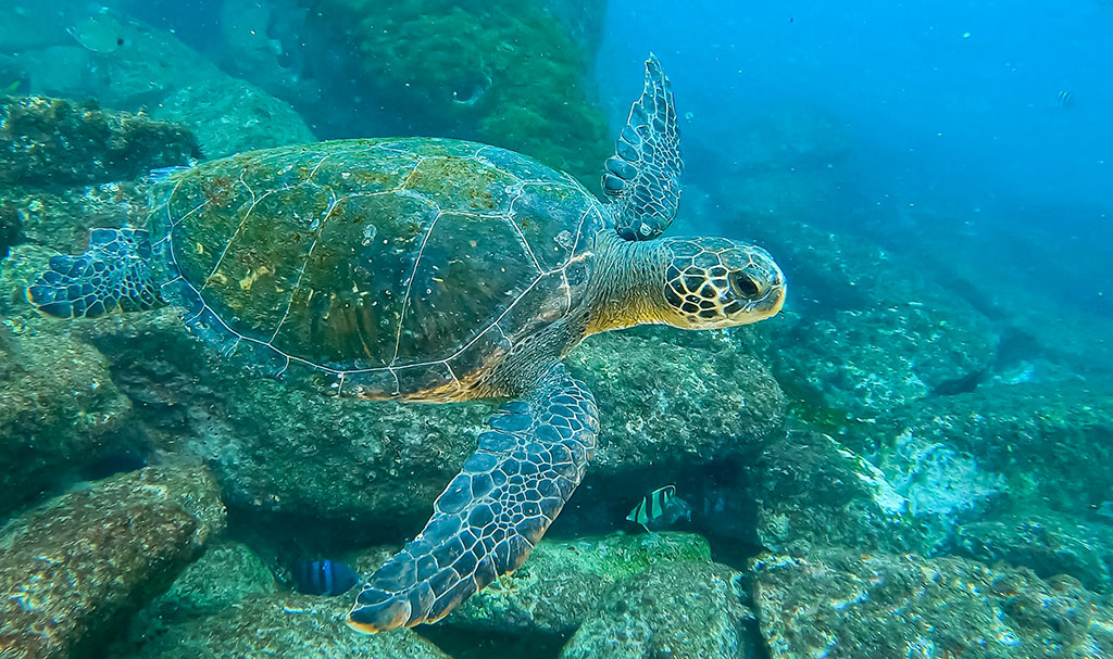 Tartarugas-verdes têm novo habitat no RJ