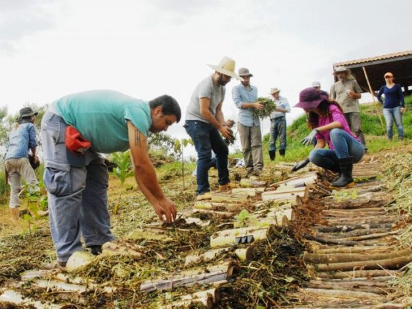 Aulas gratuitas ensinam como plantar alimentos e regenerar o solo