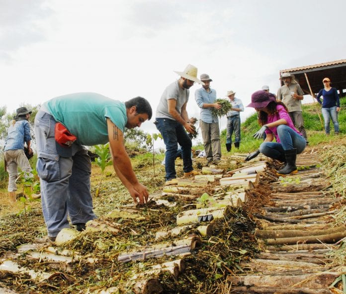 Aulas gratuitas ensinam como plantar alimentos e regenerar o solo