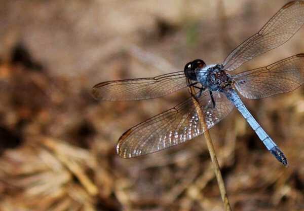 Nova espécie de libélula é descoberta em São Carlos