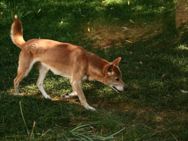 Considerado extinto na natureza, cão cantor da Nova Guiné é encontrado na Indonésia