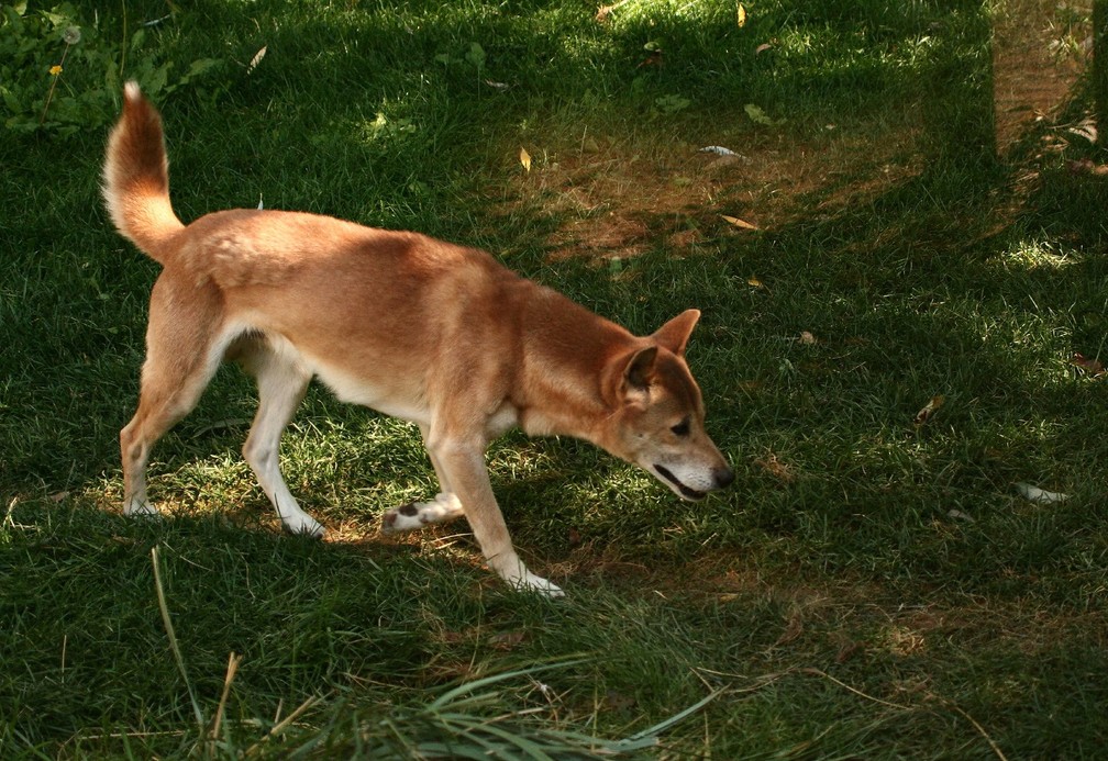 Considerado extinto na natureza, cão cantor da Nova Guiné é encontrado na Indonésia