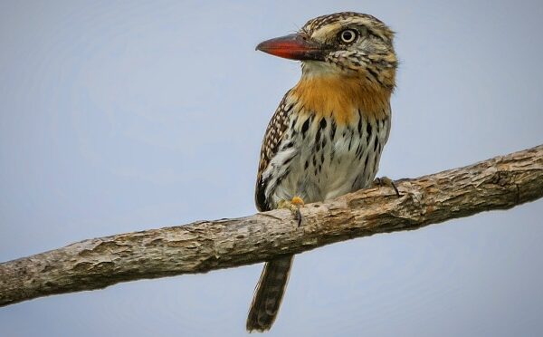 Mato Grosso do Sul tem aves que ninguém mais tem