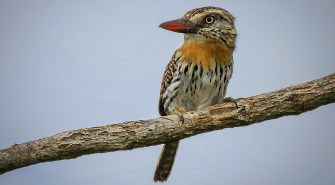 Mato Grosso do Sul tem aves que ninguém mais tem