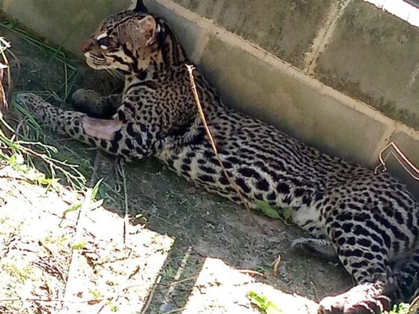 Jaguatirica é reinserida na natureza após atendimento especializado com apoio do IAT