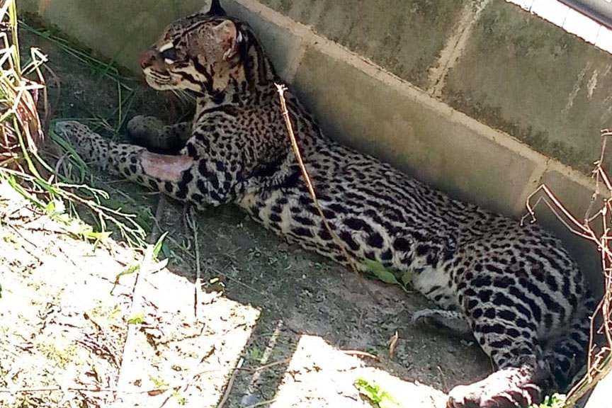 Jaguatirica é reinserida na natureza após atendimento especializado com apoio do IAT