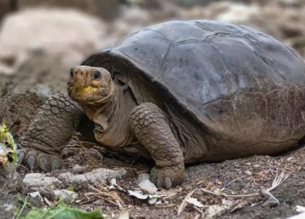 Tartaruga considerada extinta há 100 anos é encontrada em Galápagos