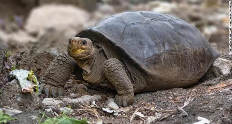 Tartaruga considerada extinta há 100 anos é encontrada em Galápagos