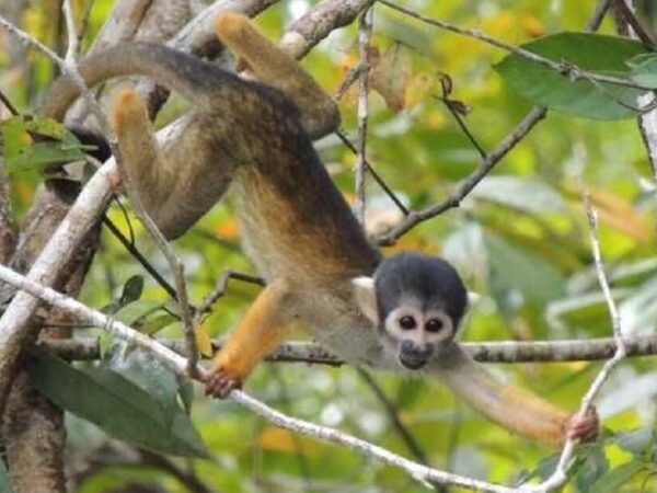 Conheça espécies de macacos que só são encontradas na Amazônia