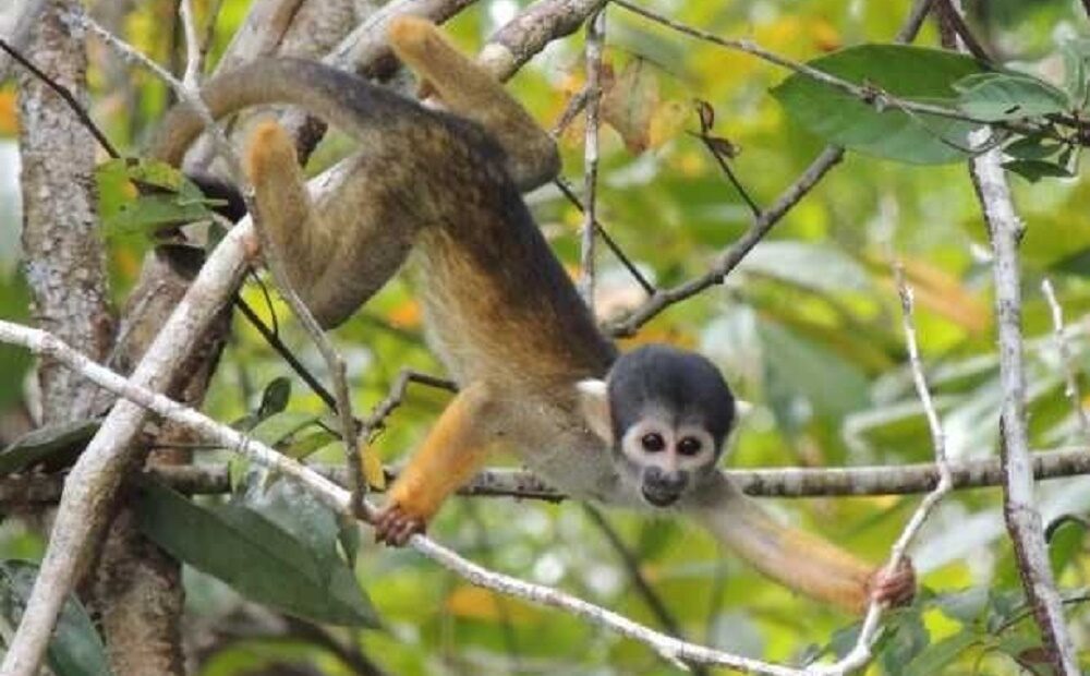 Conheça espécies de macacos que só são encontradas na Amazônia
