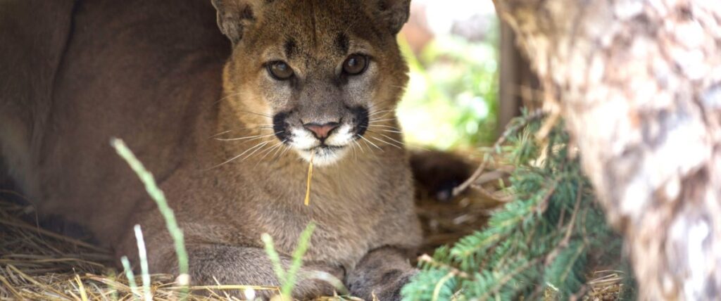 Puma domesticada é abandonada à própria sorte em floresta