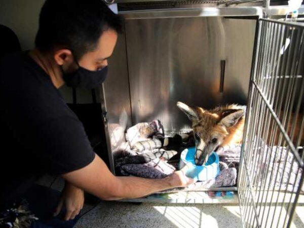 Lobo-guará é resgatado e acolhido no Bosque Fábio Barreto – interior de São Paulo