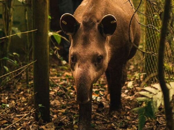 Anta nasce em reserva onde espécie estava extinta há mais de 100 anos