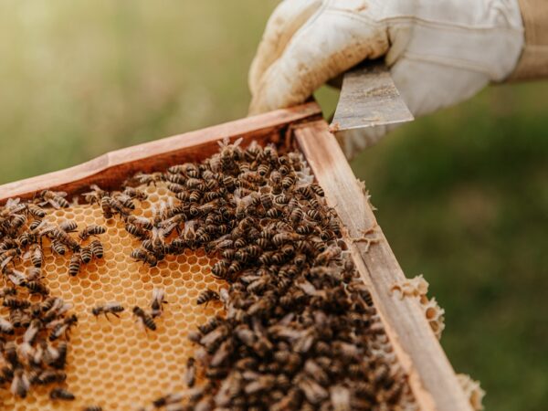 Brasileiras criam técnica segura para detectar agrotóxicos em abelhas