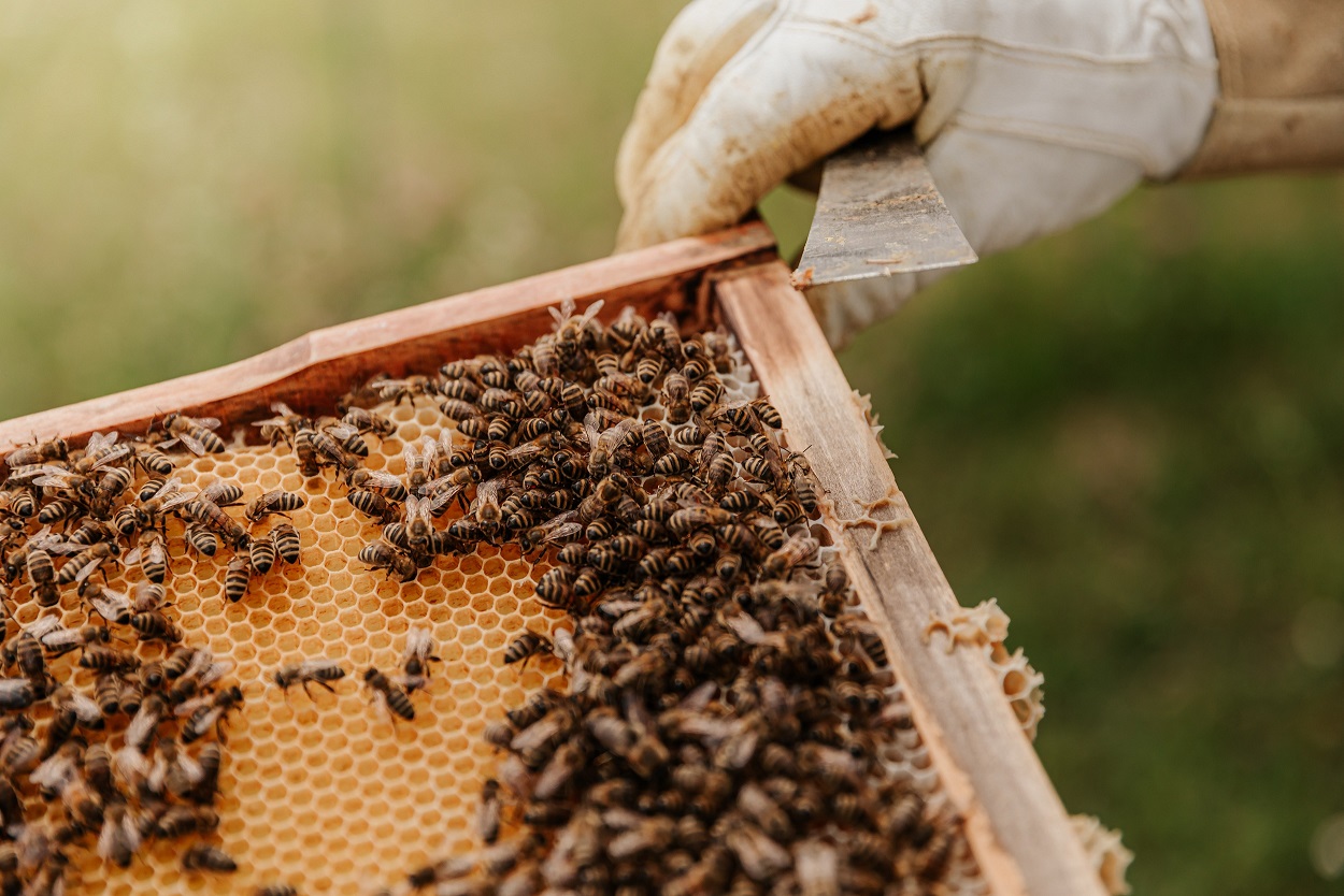 Brasileiras criam técnica segura para detectar agrotóxicos em abelhas